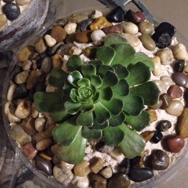 Echeveria Candy Corn