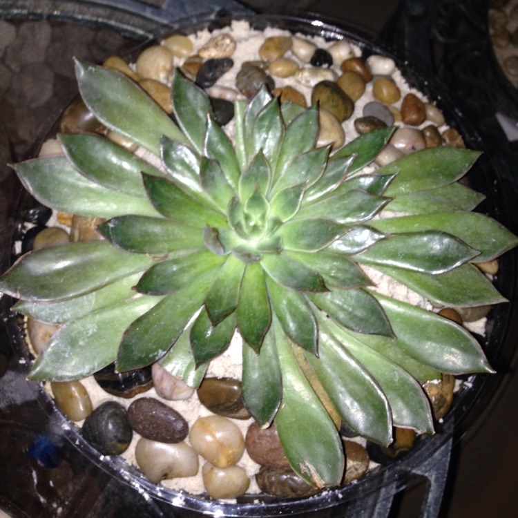 plant image 569553