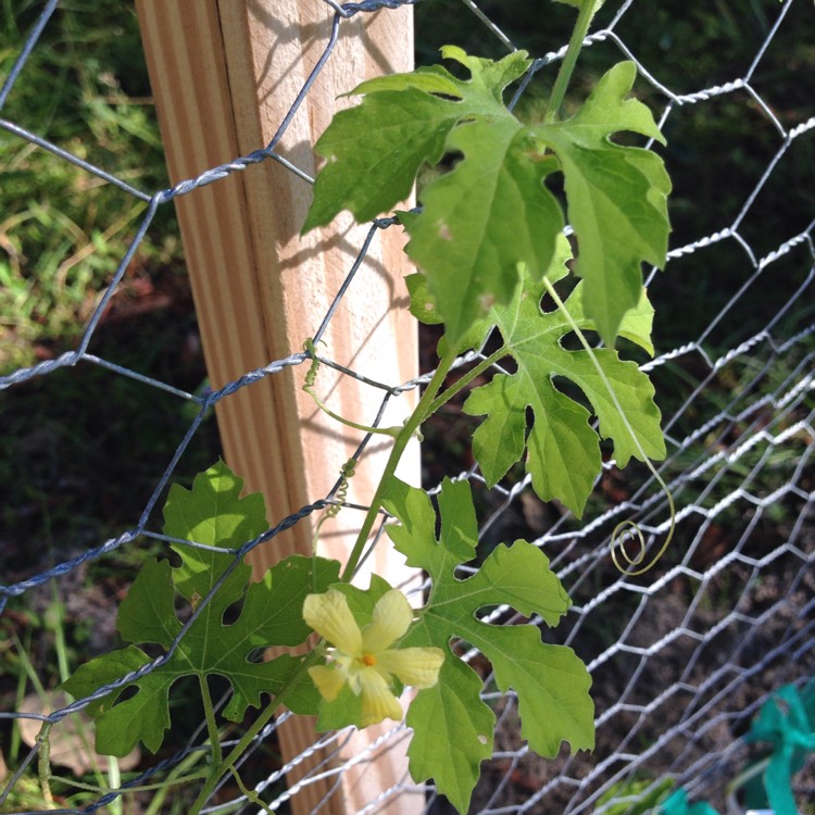 plant image 574436