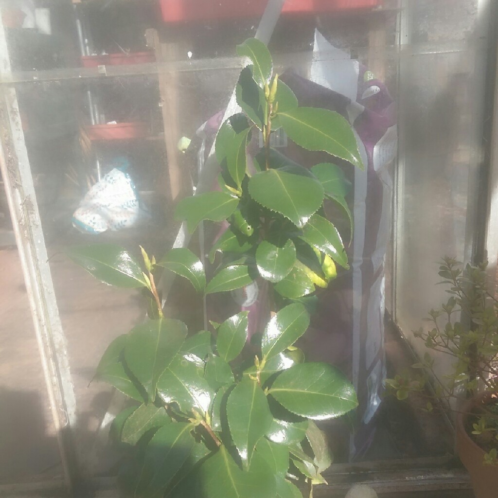 Jojo's garden