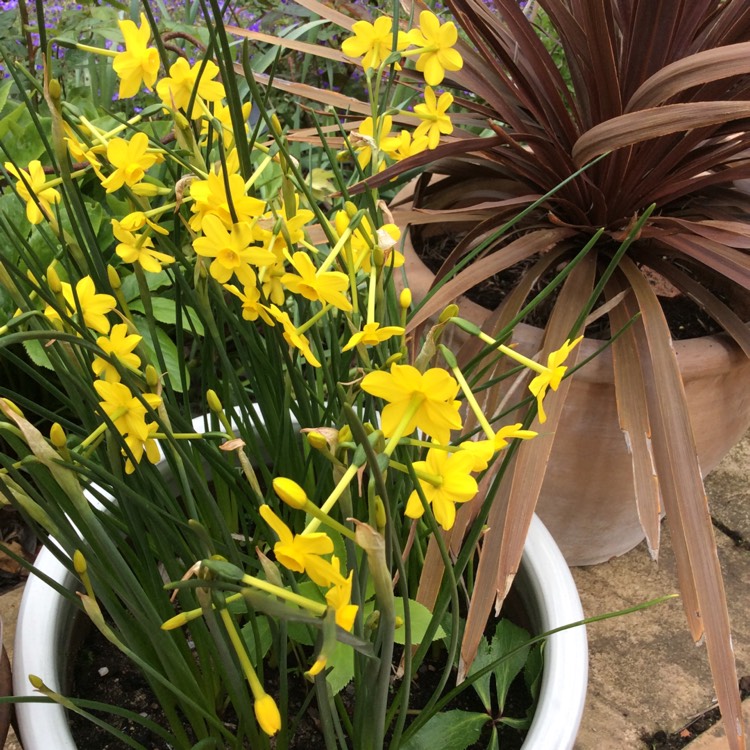 Plant image Narcissus bulbocodium 'Golden Bells Group' syn. Narcissus bulbocodium 'Golden Bells', Narcissus 'Golden Bells', Narcissus 'Silvania'