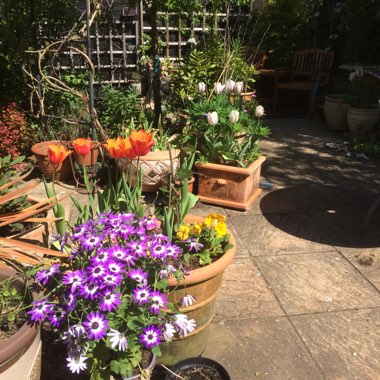 Joyce's garden