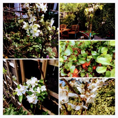 Joyce's garden