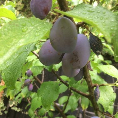 Damson