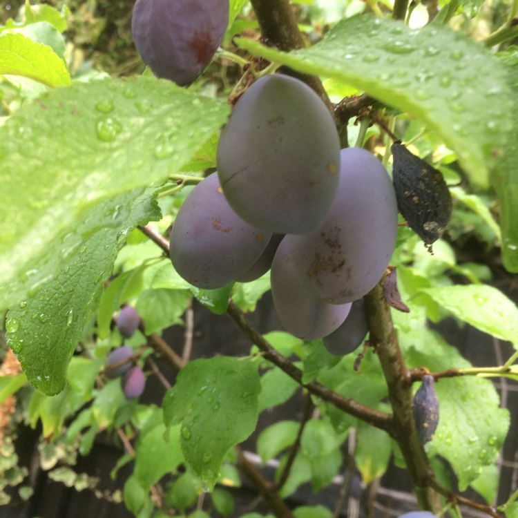 plant image 1622706