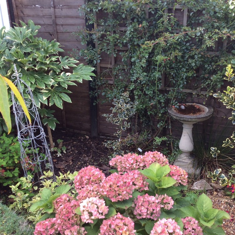 plant image 884473