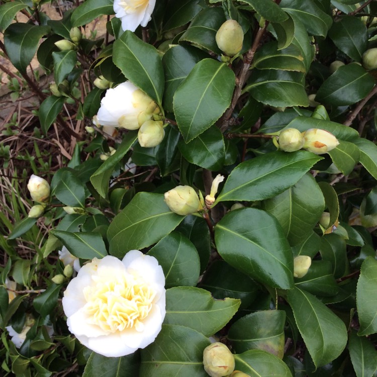 plant image 964910