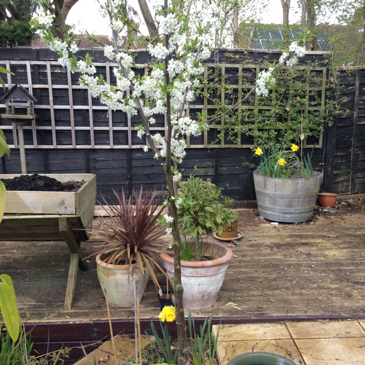 plant image 976374