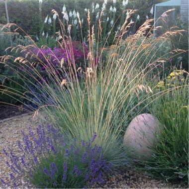 Joyce's garden