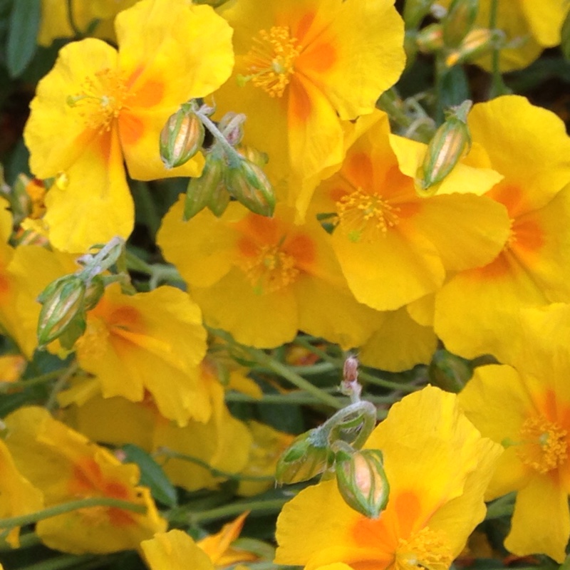 plant image 140216