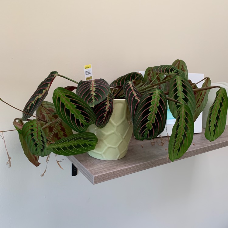 Plant image Maranta leuconeura 'Fascinator Tricolour'