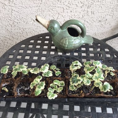 Joyce's garden