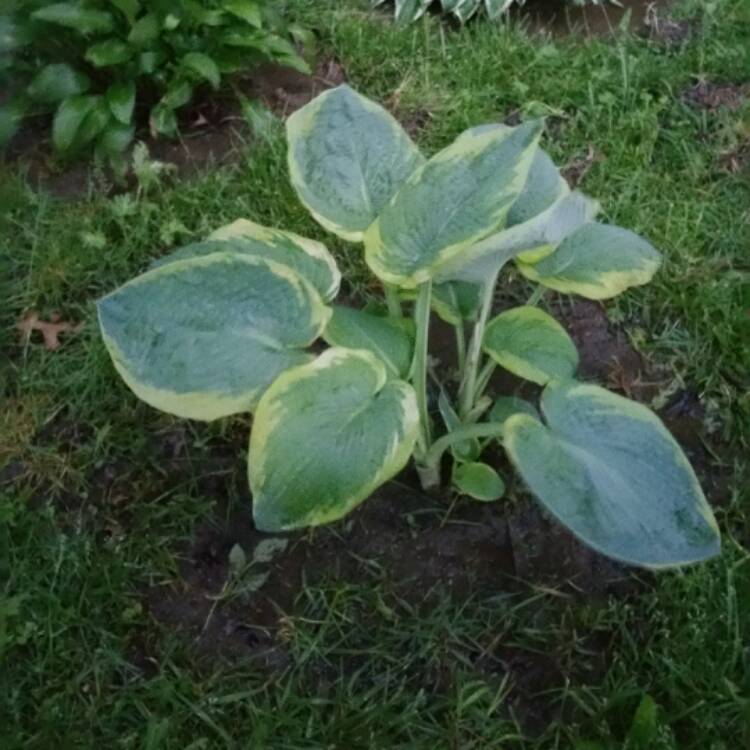 Plant image Hosta 'Wide Brim'
