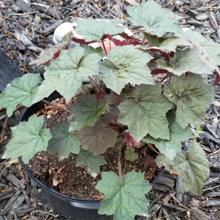 plant image 716217