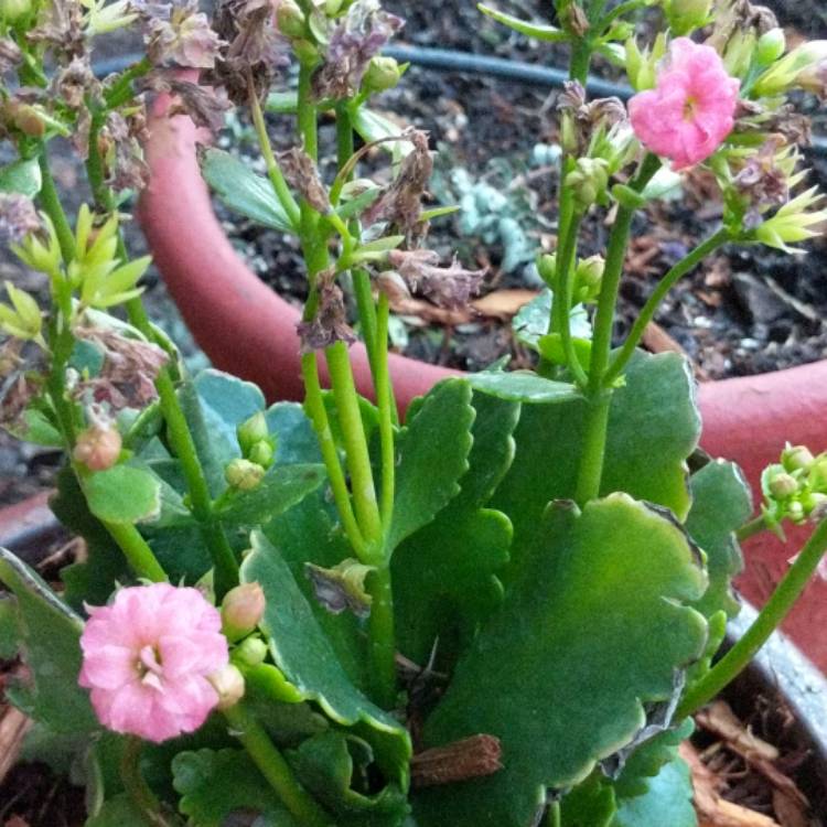 Plant image Kalanchoe blossfeldiana 'Calandiva Pink'