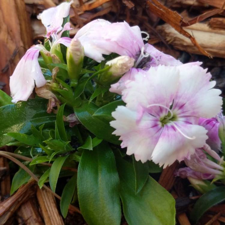 plant image 1240160