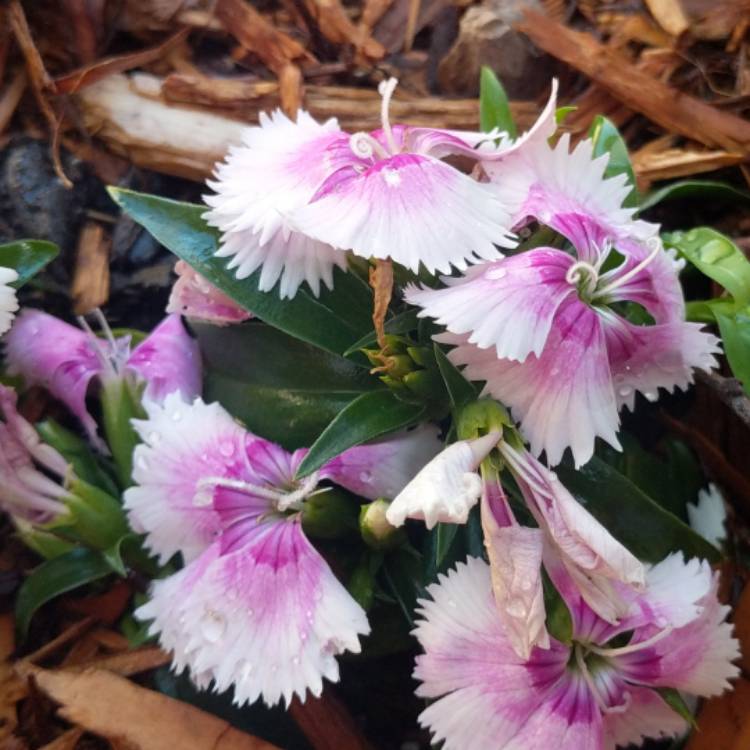 plant image 1240161