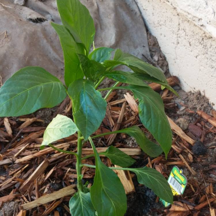 Plant image Capsicum Annuum 'Hot Banana'