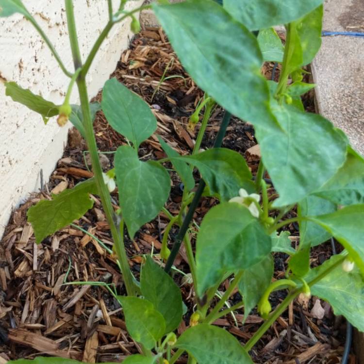 Plant image Capsicum Annuum 'Hot Banana'