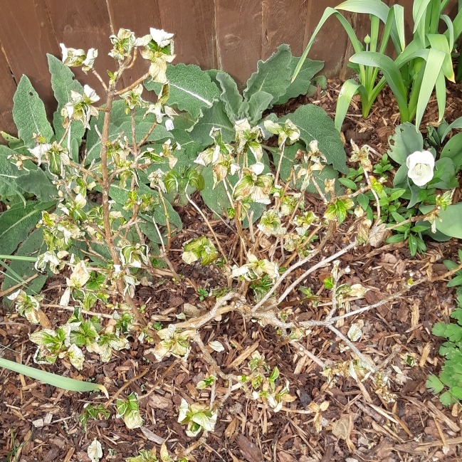 plant image 1006575 plant image 1006575