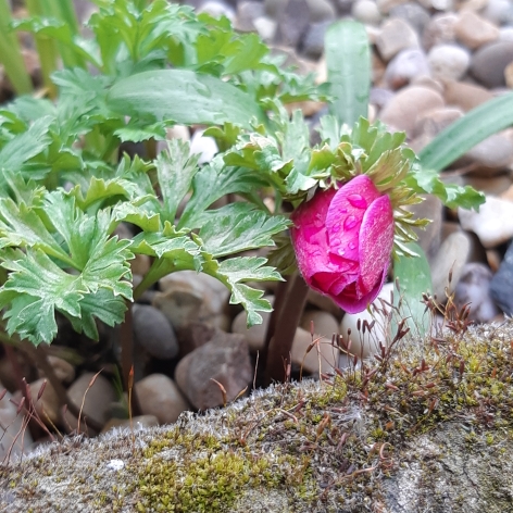plant image 1022954