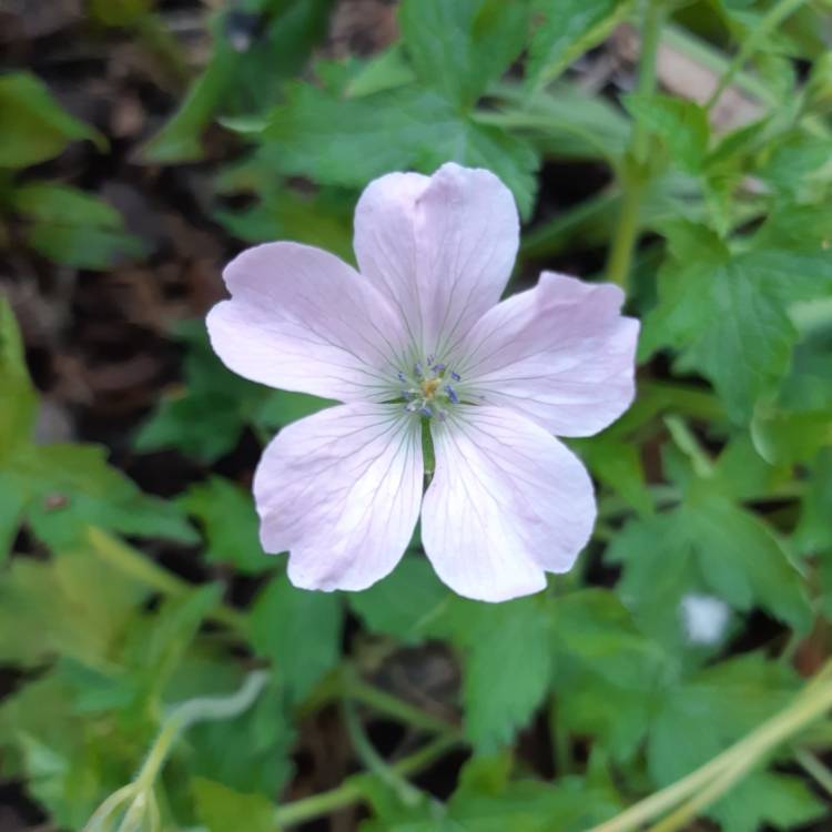 Plant image Geranium 'Patricia'