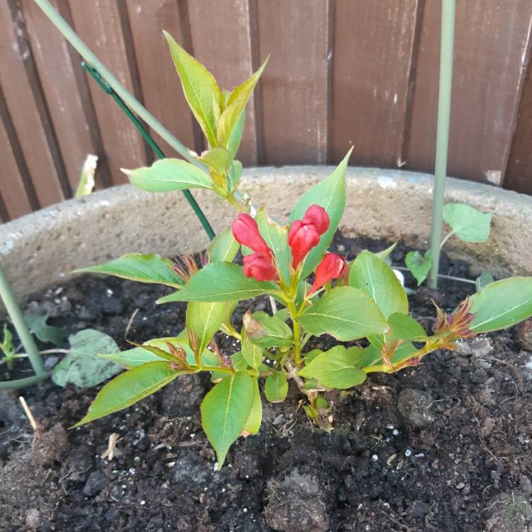 plant image 1049028