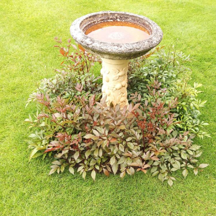 plant image 1057949
