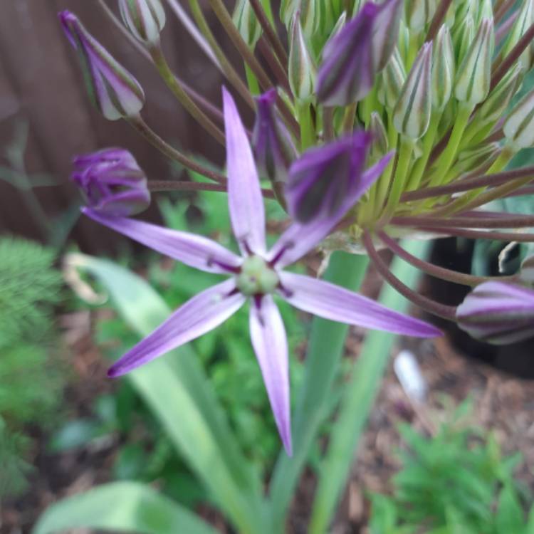 plant image 1064406 plant image 1064406