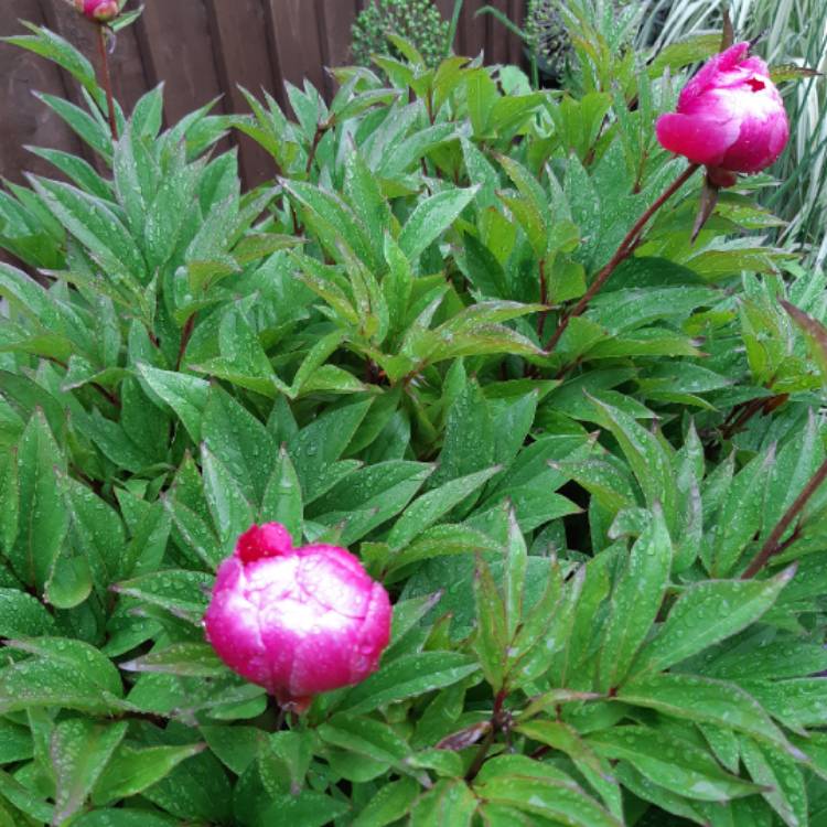 plant image 1077037