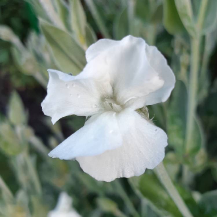 Plant image Lychnis coronaria 'Alba'