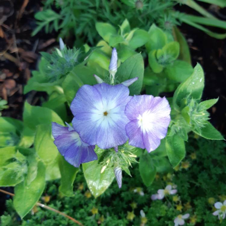 plant image 1078894
