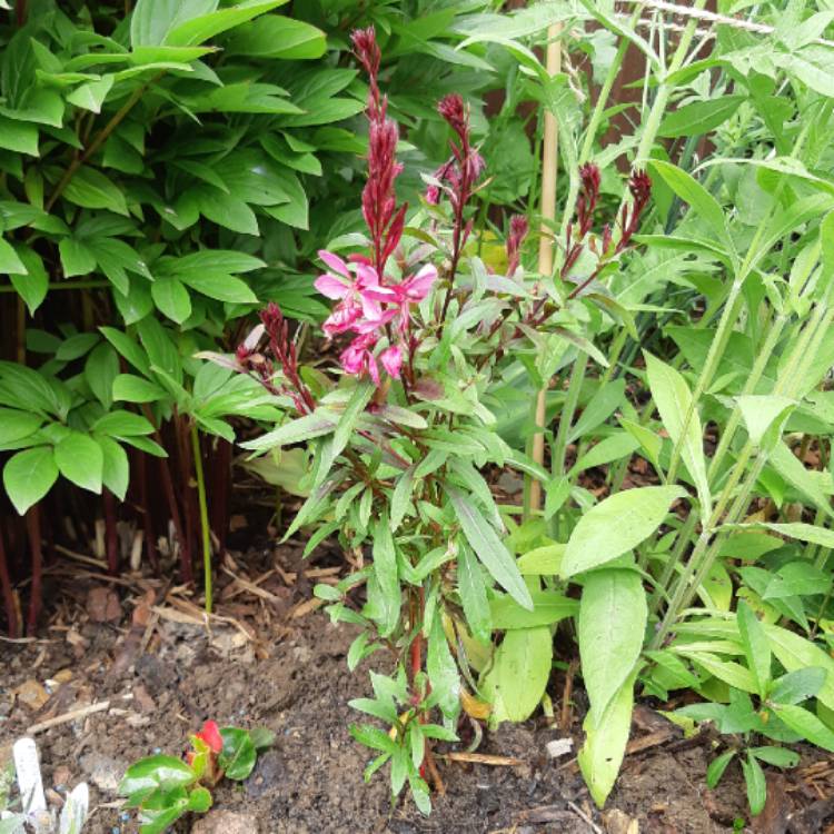 plant image 1081892 plant image 1081892