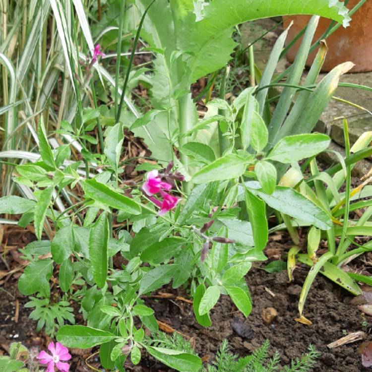 Plant image Saponaria officinalis 'Rosea Plena'