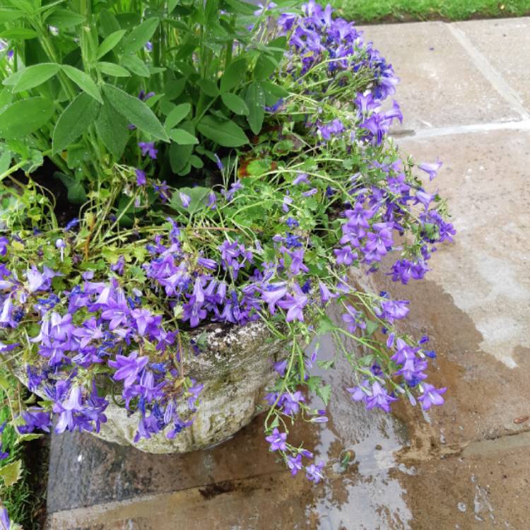 plant image 1089024