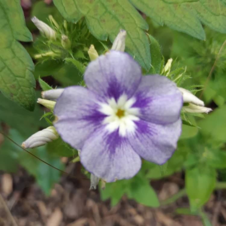 Plant image Phlox drummondii 'Lavender Beauty' (Beauty Series)