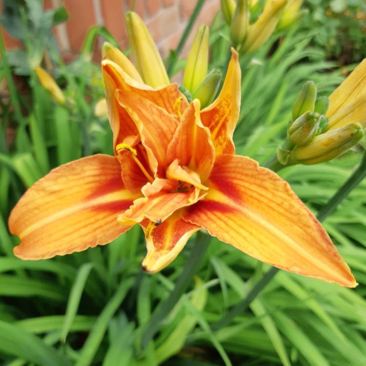 plant image 1108613