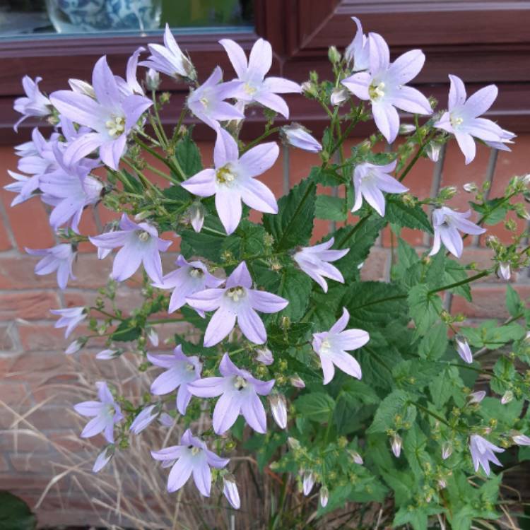 Plant image Campanula versicolor