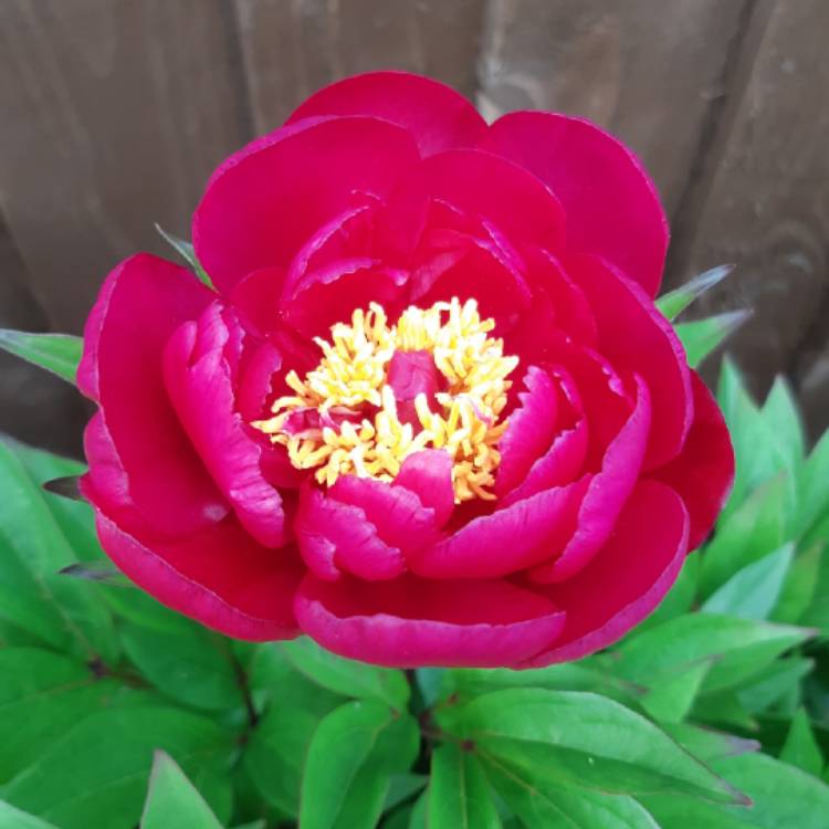 plant image 1117749