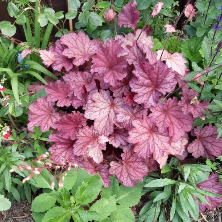 plant image 1118645 plant image 1118645