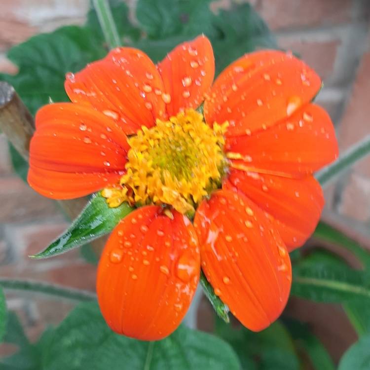 plant image 1122723 plant image 1122723