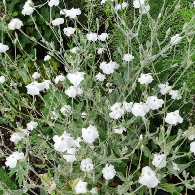 Plant image Lychnis coronaria 'Alba'