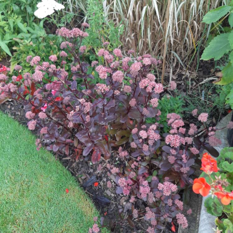 plant image 1146778 plant image 1146778