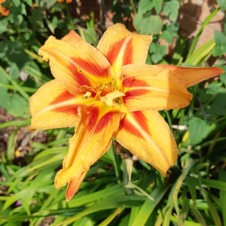 plant image 1147476