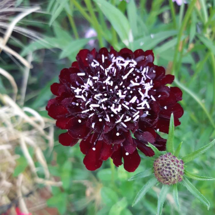 Plant image Scabiosa Atropurpurea 'Black Cat'