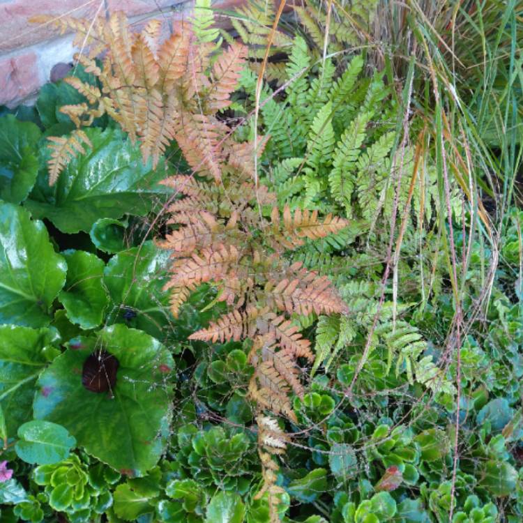 plant image 1163380 plant image 1163380