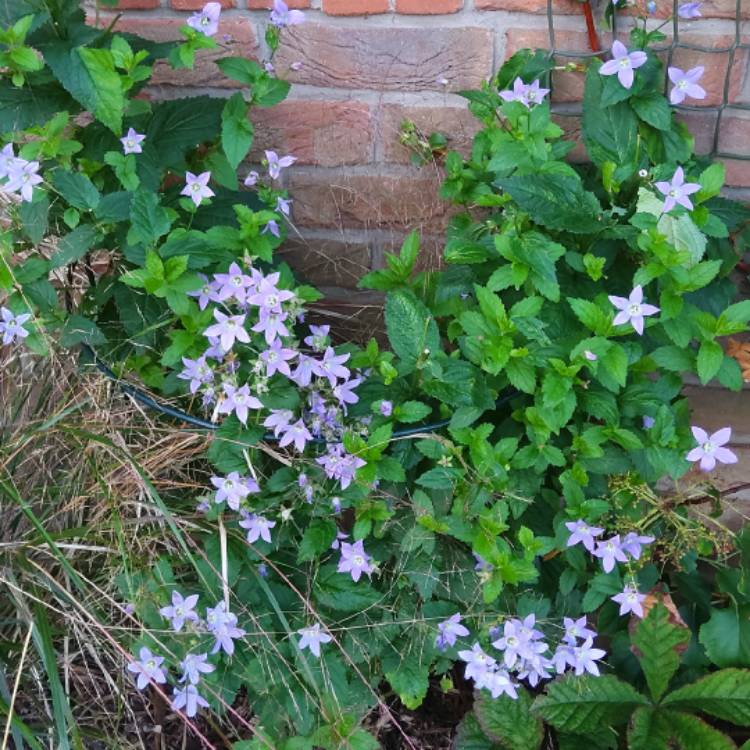 plant image 1165814