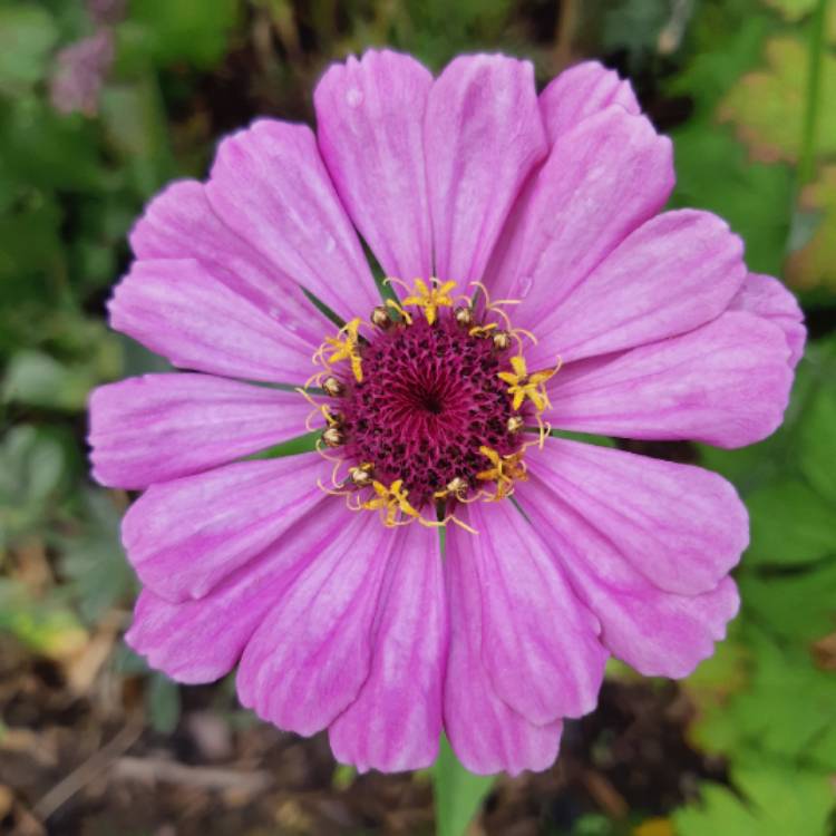 Plant image Zinnia elegans 'Purple Prince'