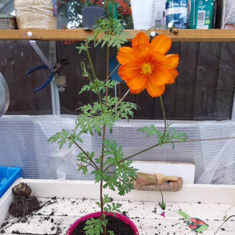 Plant image Cosmos sulphureus 'Polidor Mix'