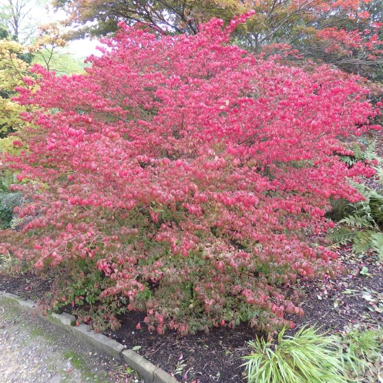 Plant image Euonymus alatus